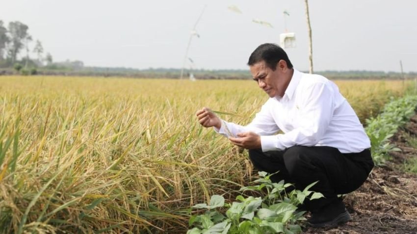 Produktivitas Padi Terancam Kekeringan, Pemerintah Tancap Gas dengan AWD