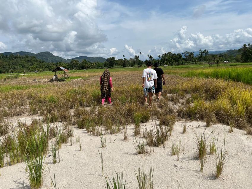 30 Hektare Sawah Tertimbun Pasir Pascabanjir di Tapanuli Utara, Petani Khawatir Musim Tanam Gagal