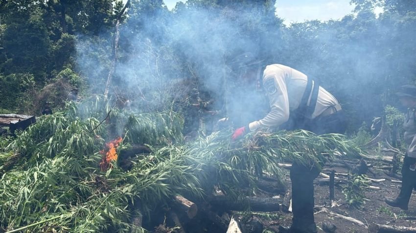 Operasi Antik Seulawah 2026, Kapolda Aceh Pimpin Pemusnahan 20 Hektare Ladang Ganja di Aceh Besar