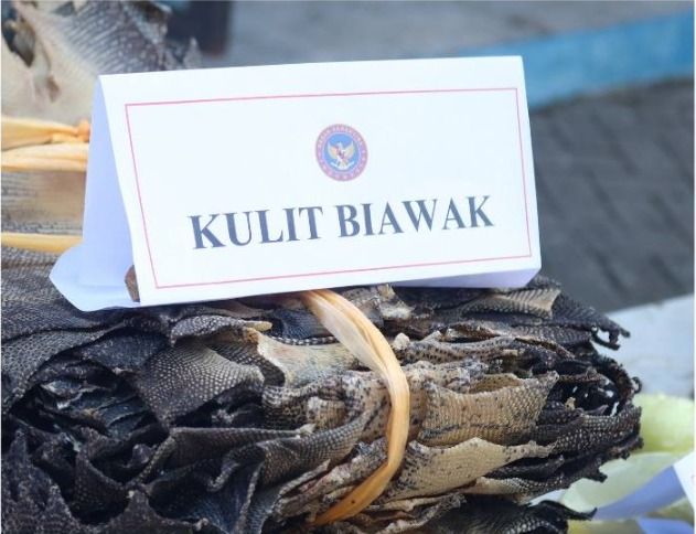 Upaya Ekspor Ilegal Digagalkan, 1.984 Kulit Biawak Dimusnahkan di Sumatera Utara