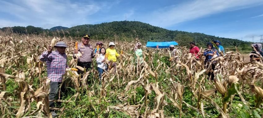 Sinergi Polri dan Pemda, Panen Raya Jagung di Tapsel Jadi Bukti Dukung Ketahanan Pangan