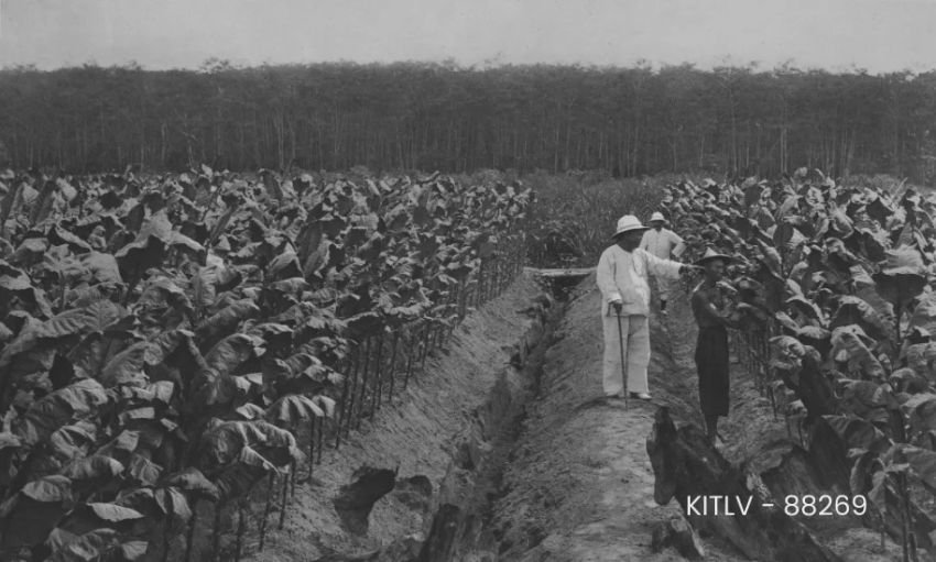 Akar Panjang Konflik Agraria Sumatera Timur, dari Kolonialisme hingga Tanjung Morawa 1953