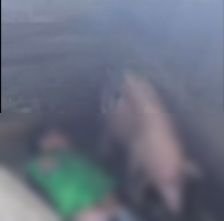 Driver Ojol Tewas Tertabrak Kereta Api di Medan, Terpental hingga ke Kandang Babi Warga