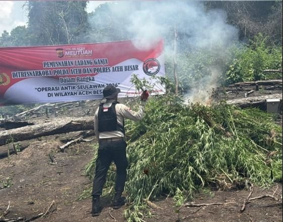Polda Aceh Musnahkan Ladang Ganja 20 Hektare di Aceh Besar, Potensi Panen Capai 50 Ton