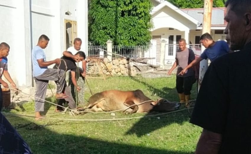 Meunasah Darul Aman Lam Lumpu Sembelih 6 Ekor Lembu dan 8 Kambing pada Iduladha 1447 H