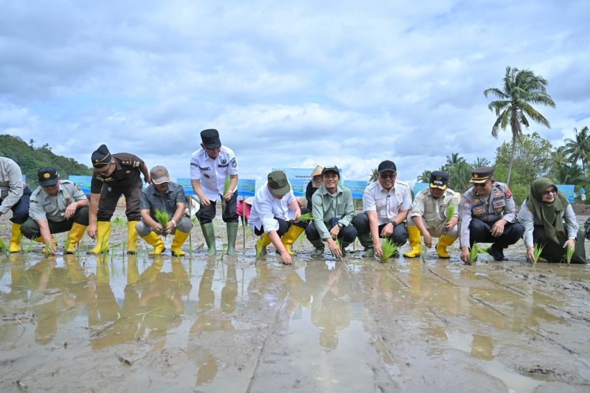 Sawah Rusak Akibat Bencana Mulai Pulih, 2.000 Hektare Lebih Kembali Digarap