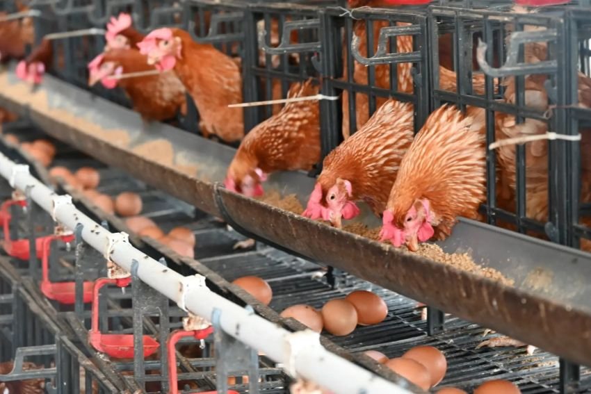 Prabowo Genjot Hilirisasi Ayam Nasional untuk Perkuat Ketahanan Pangan dan Swasembada Protein RI