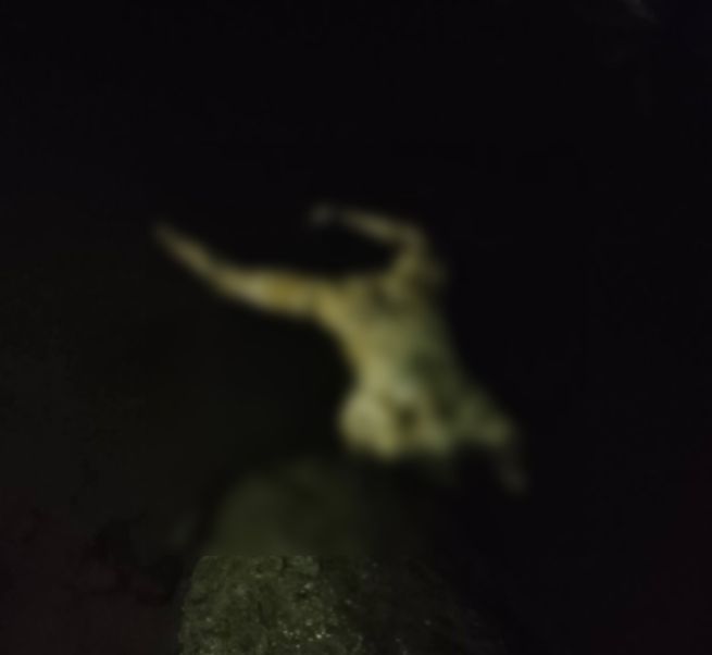 Warga Langkat Digegerkan Penemuan Mayat Tanpa Kepala dan Tangan di Sungai Bingai