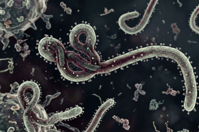 WHO Umumkan Darurat Ebola, Indonesia Bergerak Perkuat Sistem Deteksi Dini