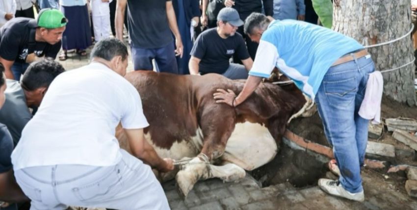 Menag Nasaruddin Umar: Nonmuslim Juga Berhak Menerima Daging Kurban