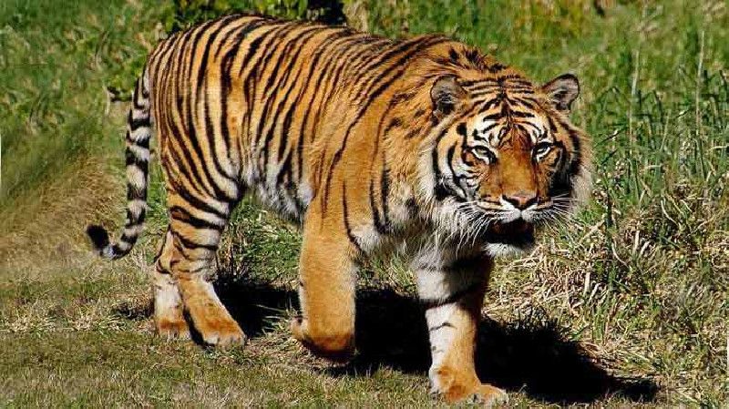 Warga Gayo Lues Diserang Harimau Sumatera, BKSDA Pasang Kamera Jebak