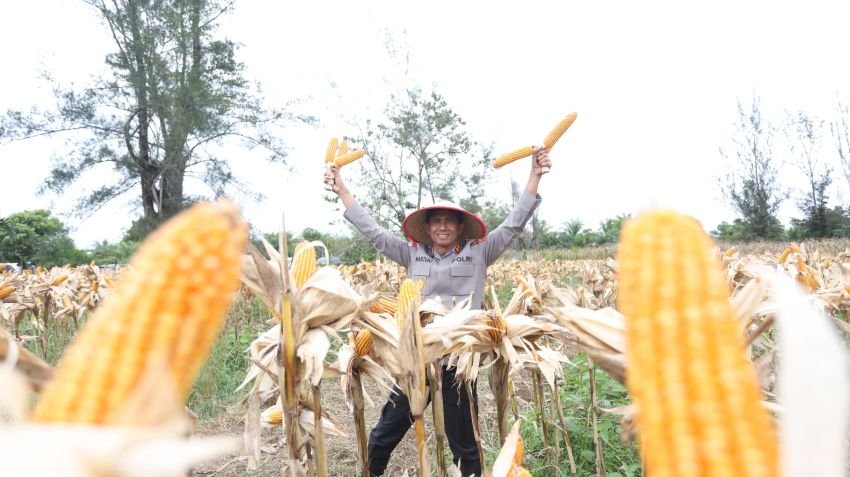 Kapolda Aceh Salurkan Bibit Jagung di Aceh Singkil, Dukung Panen Raya Serentak Polri