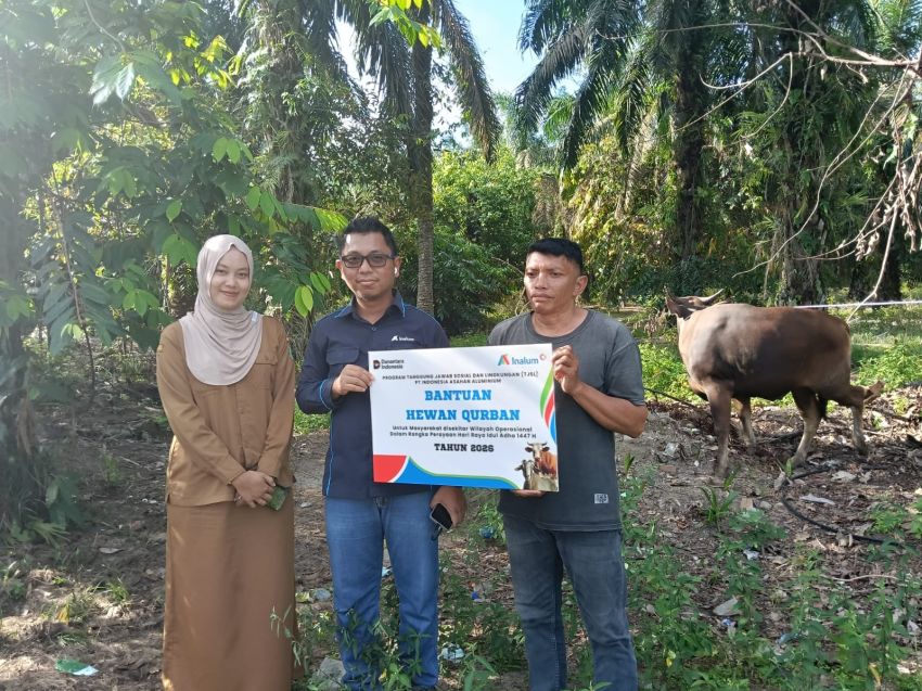 Sambut Idul Adha 1447 H, INALUM Salurkan 107 Hewan Kurban di Sumatera Utara