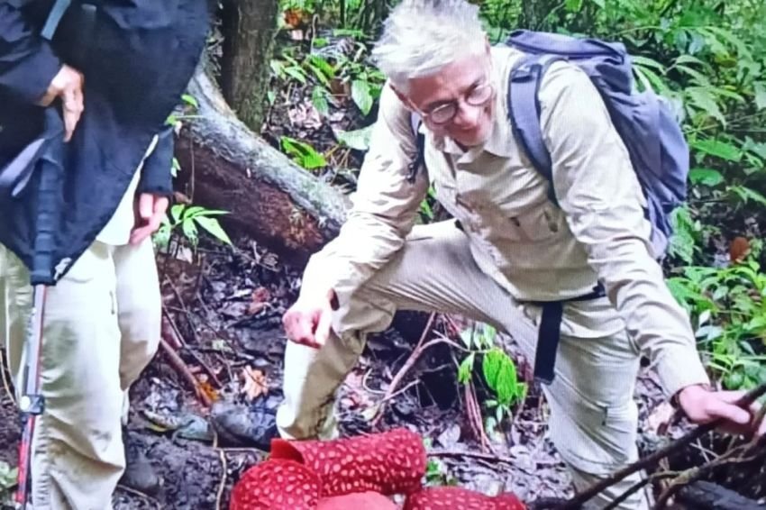 Dua Bunga Rafflesia Arnoldii Langka Mekar Bersamaan di Agam, Jadi Daya Tarik Wisatawan Mancanegara