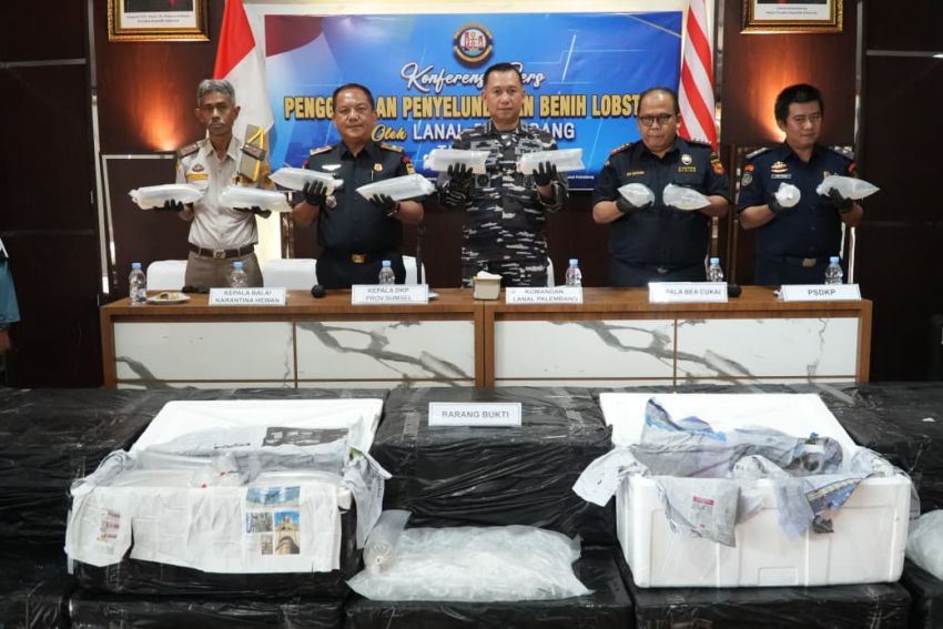 Lanal Palembang Gagalkan Penyelundupan 125 Ribu Benih Lobster di Jambi, Pelaku Kabur Tinggalkan Barang Bukti