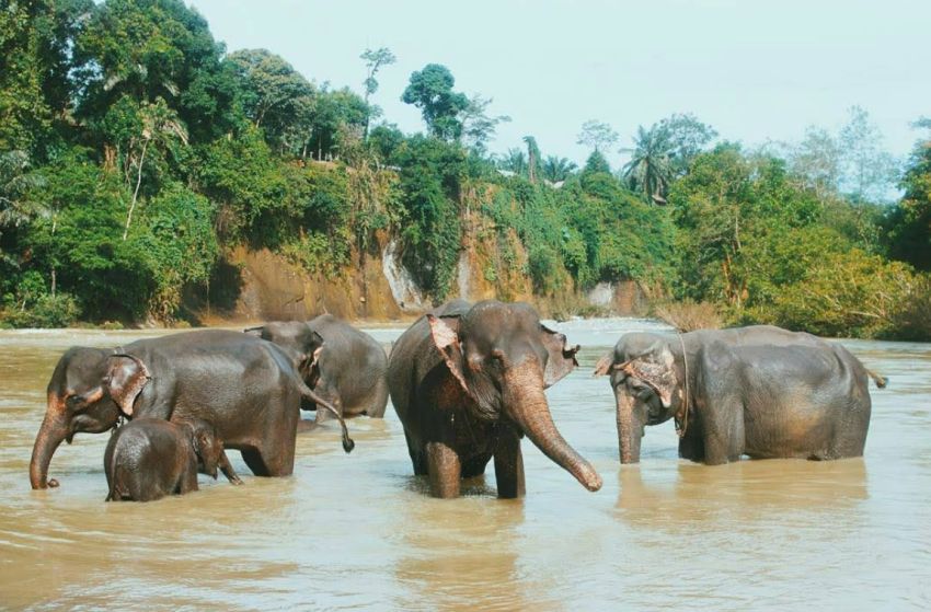 Taman Nasional Gunung Leuser, Surga Terakhir Satwa Liar Sumatra dengan Daya Tarik Wisata Kelas Dunia