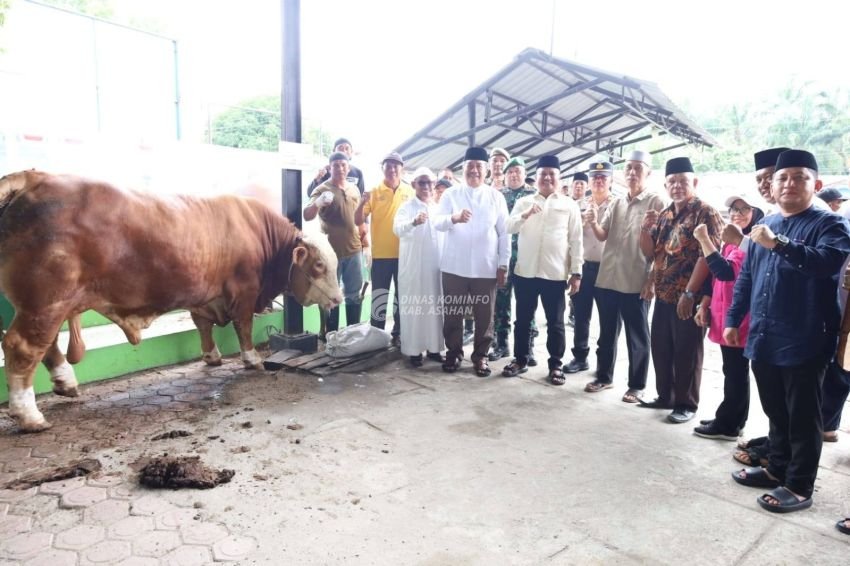 Pemkab Asahan Terima Sapi Kurban dari Presiden Prabowo, Disembelih di Masjid Al-Huda Air Batu