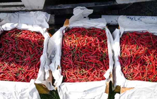 Harga Cabai Merah di Sumut Naik! Nias Selatan dan Nias Utara Tembus Rp 60 Ribu per Kg