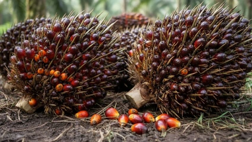 Harga TBS Sawit Anjlok ke Rp2.500 per Kg, Pemprov Sumut Sebut Dampak Transisi Ekspor Satu Pintu