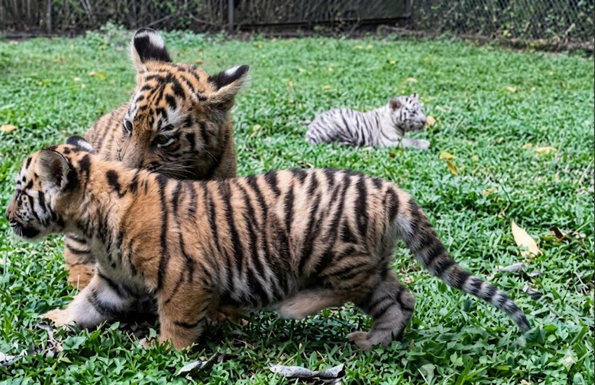 Kabar Gembira! Empat Anak Harimau Sumatra Lahir Sekaligus di Taman Safari Prigen, Jadi Harapan Baru Konservasi