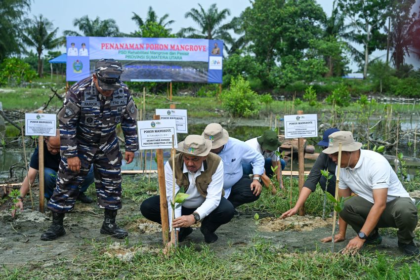 Sumut Genjot Penanaman Mangrove, 27 Hektare Disiapkan untuk Hadapi Perubahan Iklim