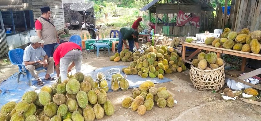 Panen Raya Durian Barsela Diserbu Wisatawan, Rasa Manis-Legit dan Harga Terjangkau Jadi Daya Tarik