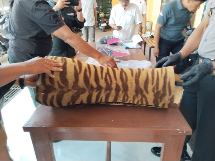 Polres Tanjab Timur Ungkap Kasus Kepemilikan Kulit Harimau Sumatera, Pelaku Terancam 15 Tahun Penjara