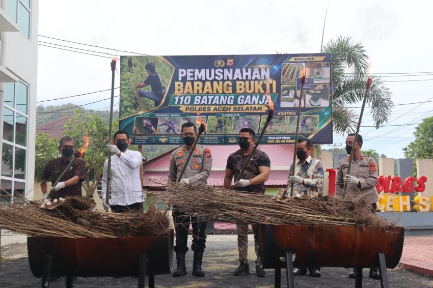 110 Batang Ganja Ludes Dibakar, Kapolres Aceh Selatan: Tak Ada Ruang untuk Narkoba