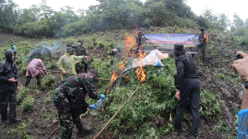 Berawal dari Laporan Warga, TNI Musnahkan Ladang Ganja 2,5 Hektare di Pegunungan Aceh Besar