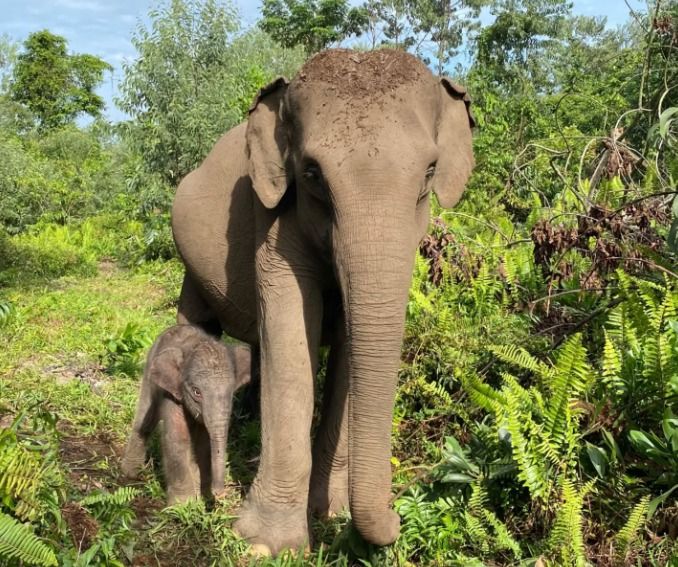 Prabowo Terbitkan Inpres untuk Lindungi Populasi dan Habitat Gajah Sumatera dan Kalimantan