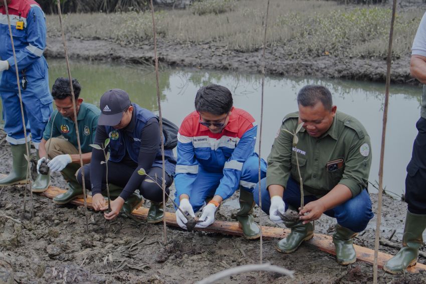 Pertamina EP Pangkalan Susu Tanam 2.500 Mangrove, Perkuat Pesisir Langkat dan Dukung Ekonomi Warga