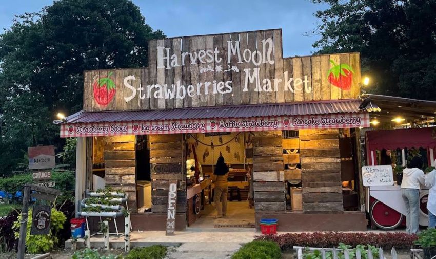 Harvest Moon Sibolangit, Tempat Petik Stroberi dan Kuliner Cokelat di Jalur Medan-Berastagi