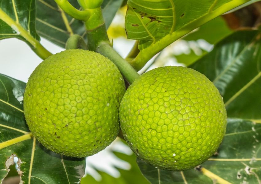Sukun Disebut Jadi Pangan Masa Depan Indonesia, Ini Kandungan Gizi dan Manfaatnya