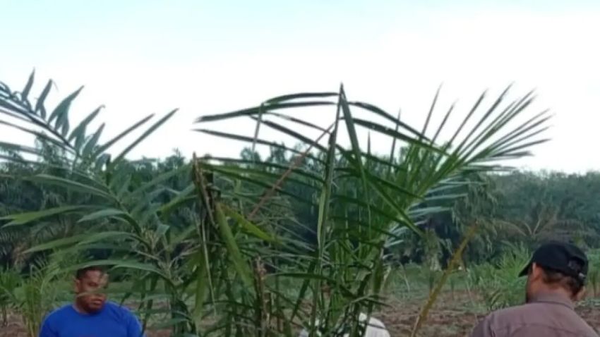 Polresta Deli Serdang Dalami Dugaan Penyimpangan Program Sawit PTPN IV, Manajemen Belum Hadiri Klarifikasi
