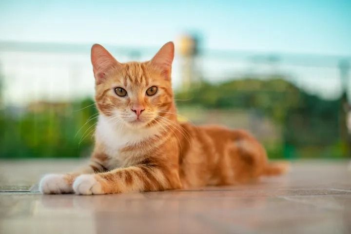 Bukan Tanda Sial, Ini Penjelasan Islam soal Hukum Kucing Tertabrak yang Sering Disalahpahami