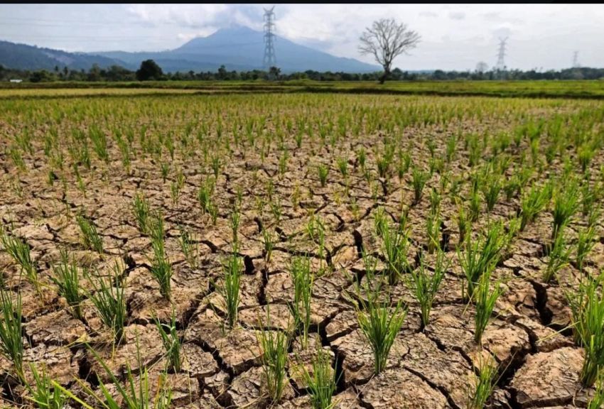 Kemarau Melanda Aceh Besar, Warga Pekan Bada Krisis Air Bersih dan Ribuan Hektare Sawah Mengering