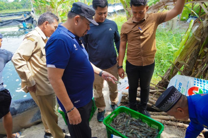 Hadiri Panen Raya di Gambus Laut, Bupati Batu Bara Dukung Pengembangan Budidaya Udang Vaname