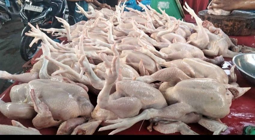 Harga Ayam Naik Drastis, Masyarakat Batu Bara Menjerit! MBG Jadi Sorotan