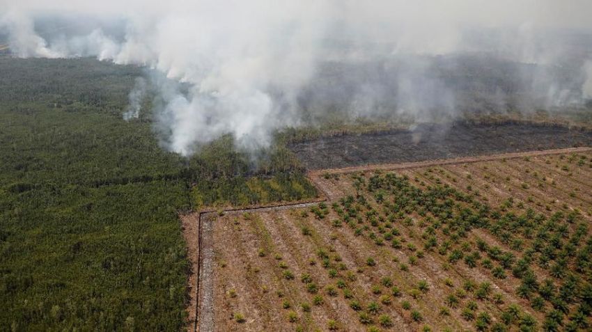 Bareskrim Polri: Mayoritas Kasus Karhutla Diduga untuk Buka Lahan Sawit