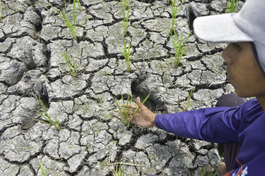 1.729 Titik Panas Menyala, BMKG Ingatkan Bahaya El Nino Kuat di Indonesia