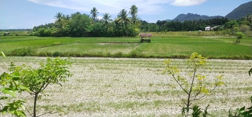 Kemarau Panjang Hantam Aceh Besar, Petani Terancam Gagal Panen dan Krisis Air Kian Meluas
