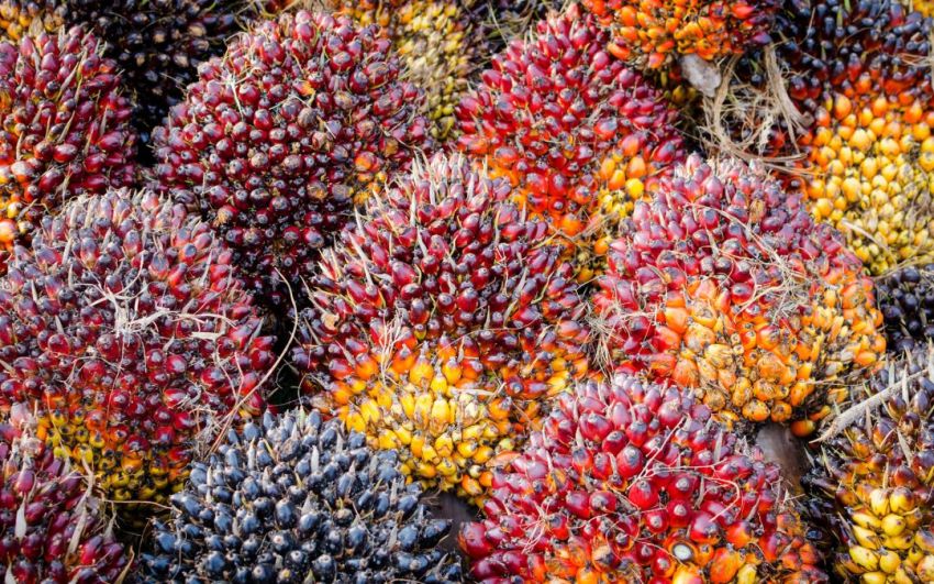 Ironi di Balik Asap Karhutla: Saham Sawit Malah Ngegas Usai Harga CPO Tembus Tertinggi 20 Bulan