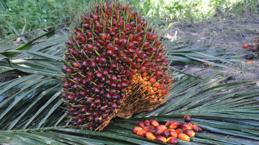 Kompak Melorot ke Bawah Rp 4.000/Kg, Ini Rincian Harga TBS Sawit dan CPO Sumut Terbaru
