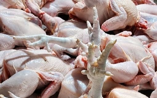 Harga Ayam Melonjak Tajam, KPPU Medan Telusuri Dugaan Pasokan Beralih untuk MBG