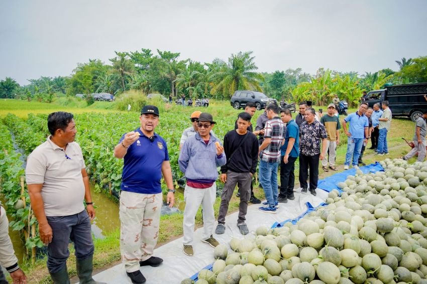 Bupati Batu Bara Panen Melon di Air Putih, Dorong Pengembangan Hortikultura dan Dukung Program MBG