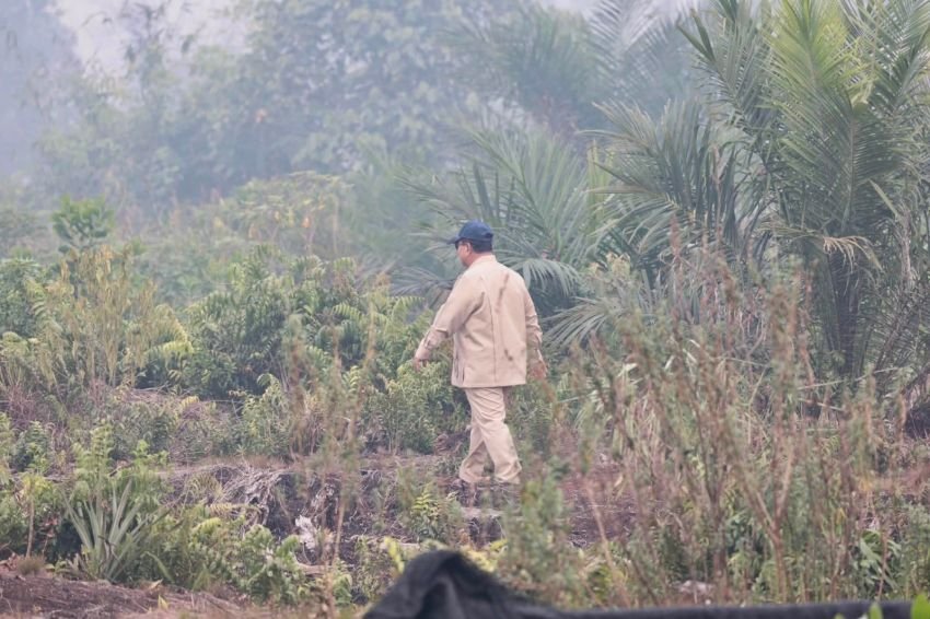 Prabowo Bentuk Badan Pengelola Gambut dan Mangrove Nasional, Ini Alasannya