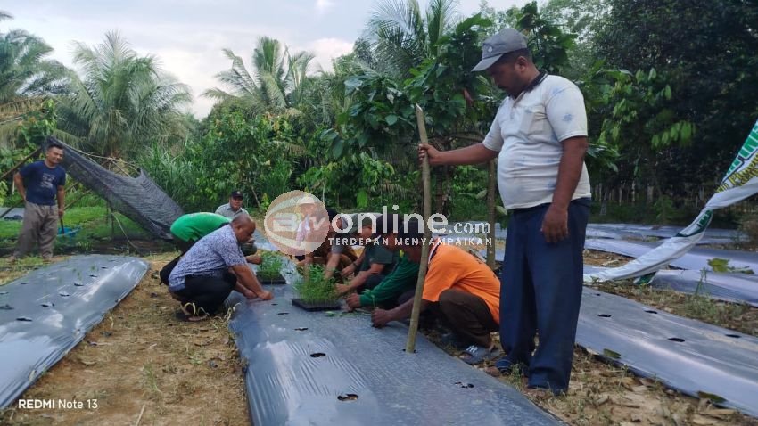 Pelatihan Pertanian Cabai Dampingan MPM PWM Sumut Masuk Tahap Tanam