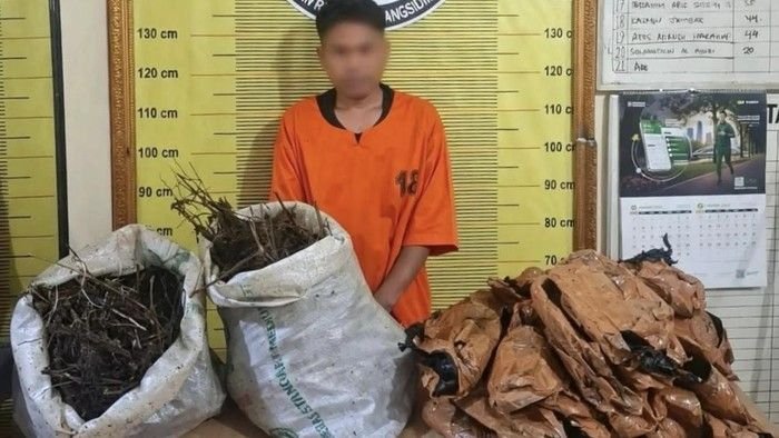 Modus Licik Dibalut Batang Pisang, 10 Kg Ganja di Padangsidimpuan Digagalkan Polisi
