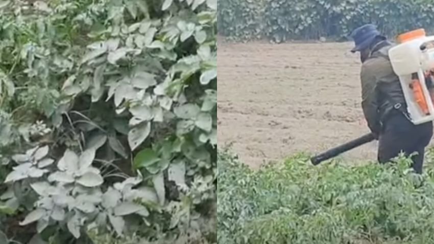 Erupsi Gunung Sinabung Berdampak ke 1.832 Hektare Lahan Pertanian Karo, Ini Komoditas yang Terdampak