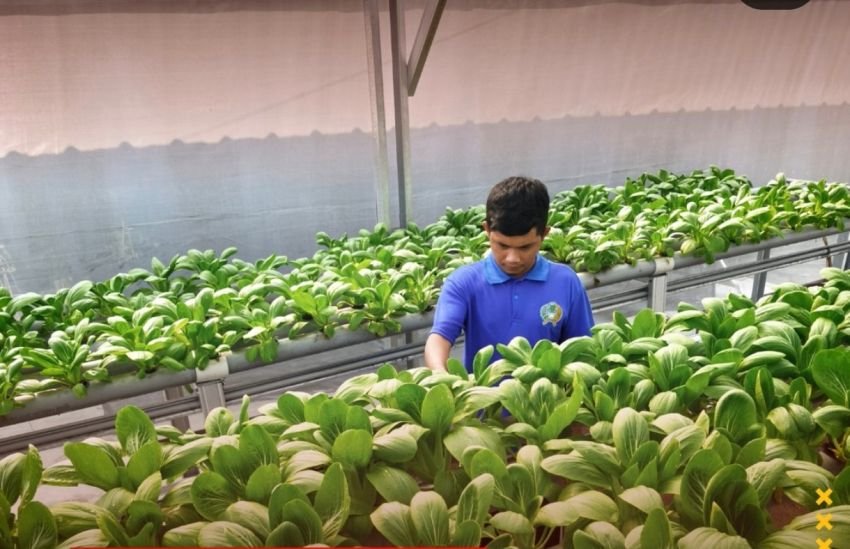 Lapas Labuhan Ruku Kembangkan Budidaya Pakcoy Hidroponik, Bekali Warga Binaan dengan Keterampilan Produktif